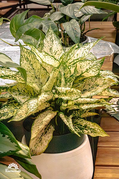 Aglaonema